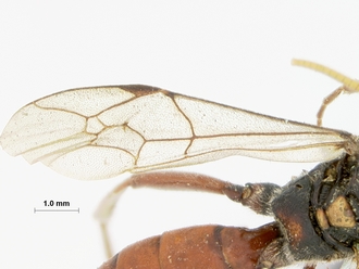 Diphyus_brevis_HOLOTYPE