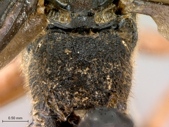 Diphyus_fulvocaudatus_propodeum_dorso-posterior