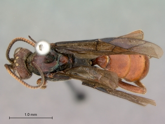 Diphyus_rutilatus_HT_female_habitus_dorsal