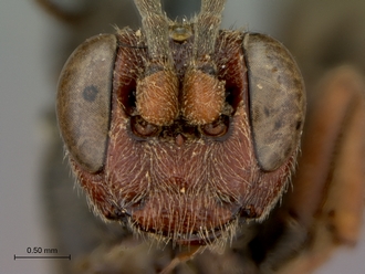 Diphyus_rutilatus_HT_female_head_frontal
