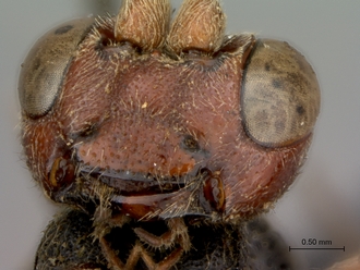 Diphyus_rutilatus_HT_female_head_mandibles