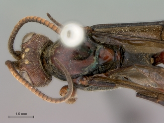 Diphyus_rutilatus_HT_female_head_mesosoma_dorsal