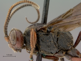 Diphyus_rutilatus_HT_female_head_mesosoma_lateral