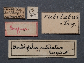 Diphyus_rutilatus_HT_female_labels