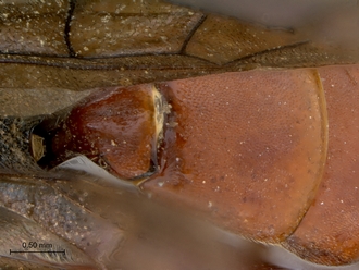 Diphyus_rutilatus_HT_female_petiole_dorsal