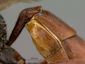 Diphyus_rutilatus_HT_female_petiole_lateral
