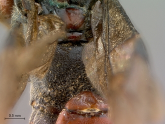 Diphyus_rutilatus_HT_female_propodeum