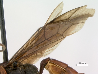 Diphyus_rutilatus_HT_female_wings