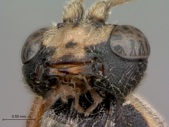 Diphyus_solers_HOLOTYPE_female_head_mandibles