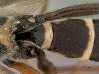 Diphyus_solers_HOLOTYPE_female_petiole_dorsal