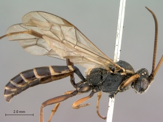 Diphyus_solers_head_mesosoma_metasoma_lateral