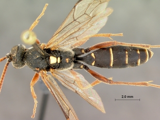 Diphyus_schonlandi_HOLOTYPE