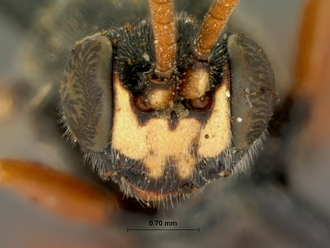 Diphyus_schonlandi_HOLOTYPE