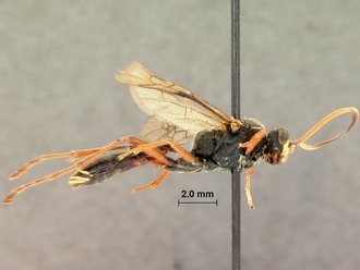 Diphyus_schonlandi_HOLOTYPE
