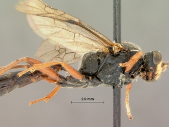 Diphyus_schonlandi_HOLOTYPE