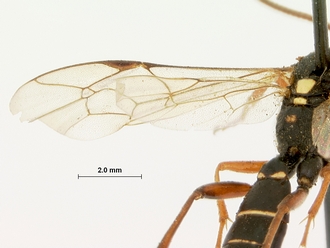 Diphyus_schonlandi_HOLOTYPE
