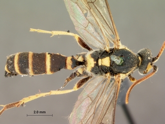 Diphyus_balteatus_HOLOTYPE