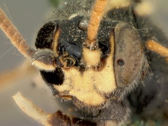 Diphyus_balteatus_HOLOTYPE
