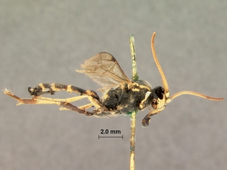 Diphyus_balteatus_HOLOTYPE