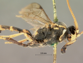 Diphyus_balteatus_HOLOTYPE