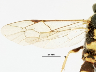Diphyus_balteatus_HOLOTYPE