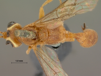 Foveosculum_foveatum_HOLOTYPE