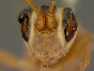 Foveosculum_foveatum_HOLOTYPE