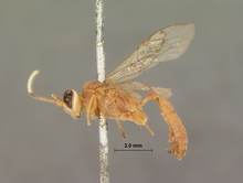 Foveosculum_foveatum_HOLOTYPE