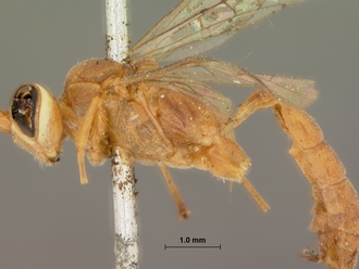 Foveosculum_foveatum_HOLOTYPE