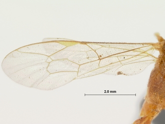 Foveosculum_foveatum_HOLOTYPE