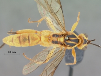 Foveosculum_didymatum_HOLOTYPE