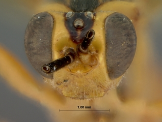 Foveosculum_didymatum_HOLOTYPE