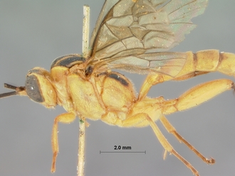 Foveosculum_didymatum_HOLOTYPE