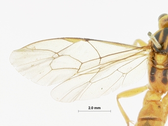 Foveosculum_didymatum_HOLOTYPE