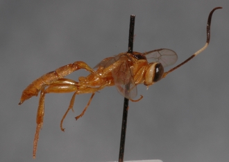 Ichneumon_semipictus_holotype