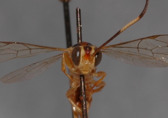 Ichneumon_semipictus_holotype