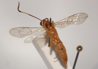 Ichneumon_semipictus_holotype