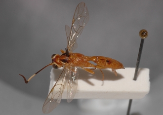 Ichneumon_semipictus_holotype