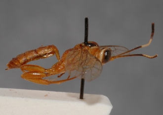 Foveosculum_semipictum_HOLOTYPE
