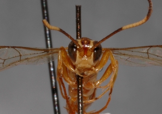 Ichneumon_semipictus_Paratype