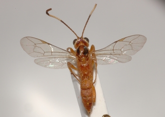 Ichneumon_semipictus_Paratype