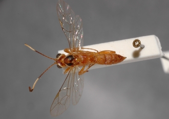 Ichneumon_semipictus_Paratype