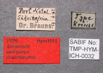 Ichneumon_semipictus_Paratype
