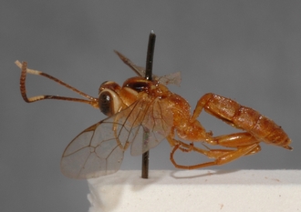 Ichneumon_semipictus_Paratype
