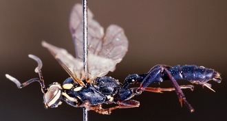Genaemirum_mesoleucum_habitus_lateral