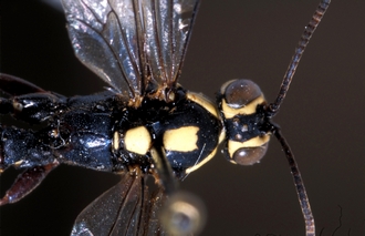 Genaemirum_mesoleucum_head_mesosoma_dorsal