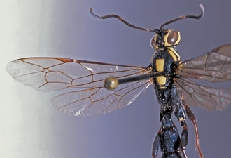 Genaemirum_mesoleucum_wings
