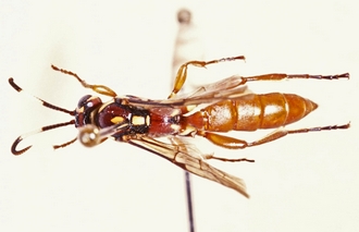 Genaemirum_rhinoceros_habitus_dorsal