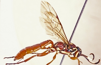 Genaemirum_rhinoceros_habitus_dorsolateral