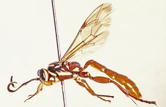 Genaemirum_rhinoceros_habitus_lateral